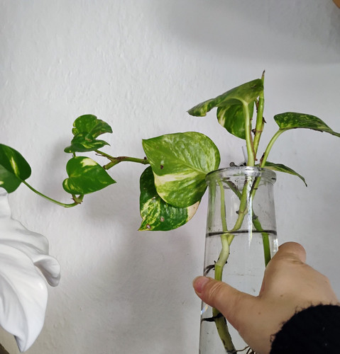 Ableger scindapsus efeutute - 1,