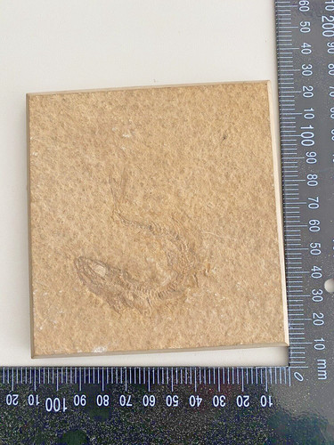 Urzeit fossil versteinerung - urzeit,