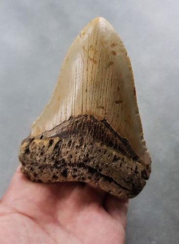 Schöner megalodon haizahn - schöner,
