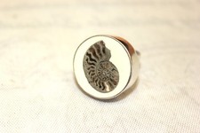 Antiker Ammoniten Nautilus