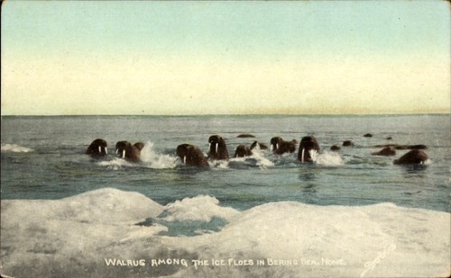 Walrug among the fields - walrug,