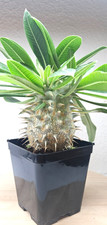 Pachypodium horombense - , sp