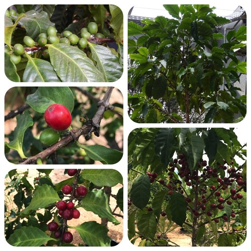 Kaffeestrauch coffea arabica - coffea,