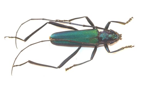 Coleoptera cerambycidae - coleoptera,,
