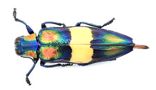 Buprestidae, Chrysochroa