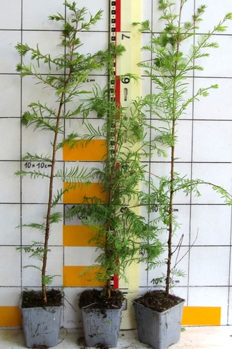 Metasequoia glyptostroboides