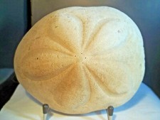 SKELETT (TEST) SEEIGEL