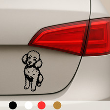 2x Pudel Hund Dog Maltipoo