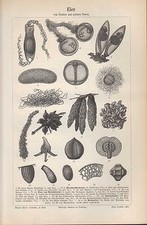 Lithografie 1894 EIER von Fischen niederen Tieren. Schale Krebs Fisch Hai Insekt