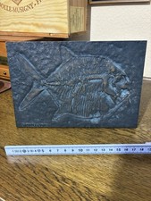 Strassacker Bronzen Fossilien