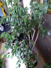 Grosser etablierter ficus - etablierter,