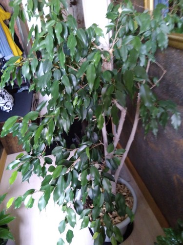 Grosser etablierter ficus - etablierter,