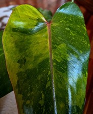 Rare new philodendron texas - new!,