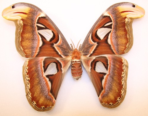 Attacus atlas weibchen 21 - attacus,