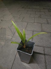 5 Stück Trachycarpus Fortunei