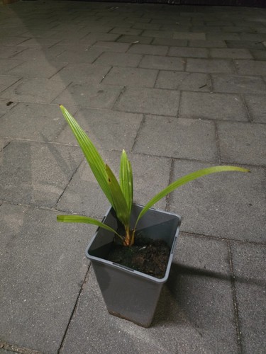Stück trachycarpus fortunei - stück,