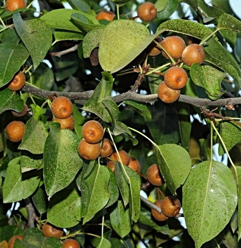 Chin kräuterbirnenbaum - chin.,