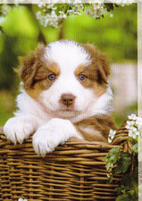 *  Australian Shepherd  * Postcard *  schöne  Postkarte #2