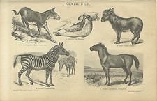 Einhufer Dschiggetai Pferd Esel Zebra Tarpan Equus hemionus Brockhaus 0373