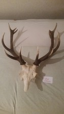 N28 Trophäe Schönes Geweih
