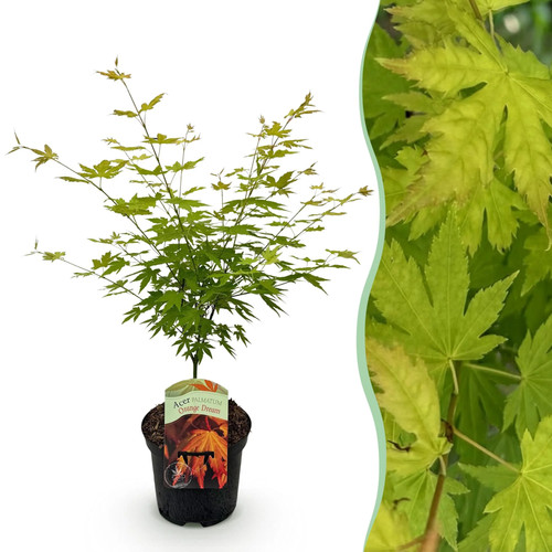 Japanischer ahorn acer - japanischer,