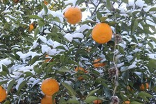 Winterharte Orange Pflanze