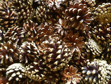200 x neue Kiefernzapfen