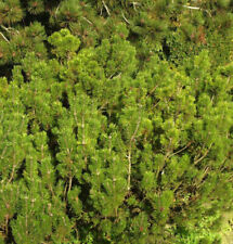 Krummholz Kiefer Alpenstar 30-40cm - Pinus mugo