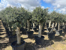 XXL Olivenbaum ca. 60 Jahre