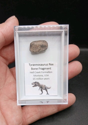 Tyrannosaurus rex dinosaurier - rex,