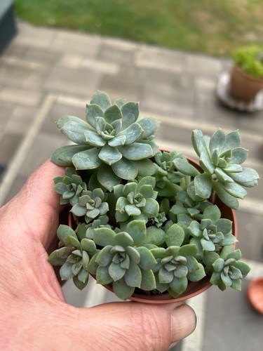 Echeveria elegans sukkulente - echeveria,