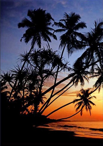 Fototapete sunset 183x254 - fototapete,