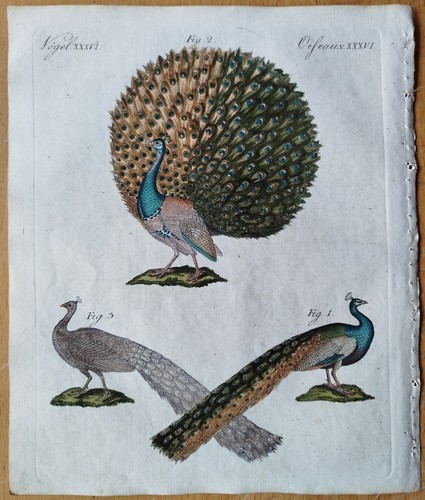 Vögel pfau bertuch - pfau, #