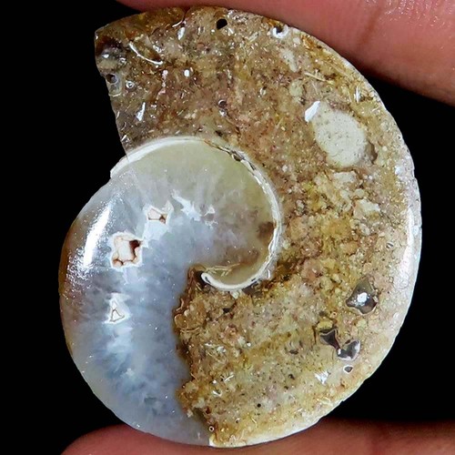 Natürlich fossil - ct,