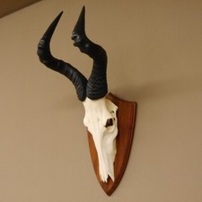 Hartebeest Kuhantilope