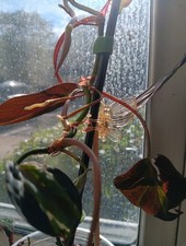 Philodendron Micans Variegated