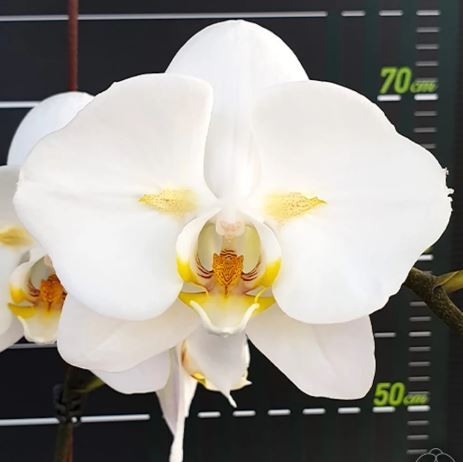 Phalaenopsis sogo yukidian - phalaenopsis,