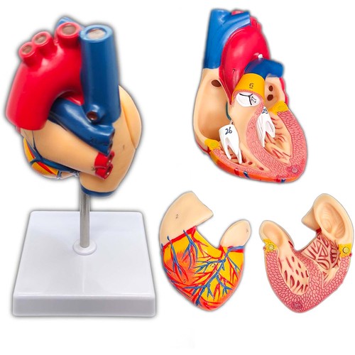 Anatomie modell herz des - modell,