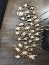 Großes Sammlungspaket – 36