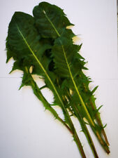 LÖWENZAHN Samen großen Blätter Futter Pflanze Blatt Hase Kaninchen Gehege Saat