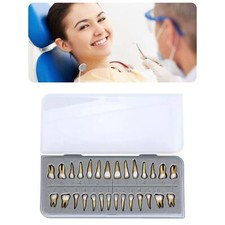 28 Stück Erwachsene Dental 1:1 dauerhafte Zähne Modell Teach Demonstrationsgerät