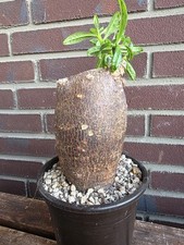 Pachypodium succulentum -