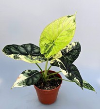 Große Bewurzelte Austreibende