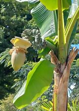 SAMEN Bananen Pflanze als