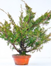 Bonsai Wacholder Juniperus
