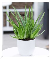 Echte Aloe Vera,1 Pflanze, Aloe barbadensis Miller, luftreinigende Zimmerpflanze