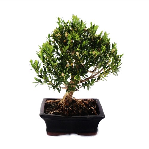 Exotenherz bonsai buchsbaum - bonsai,