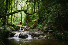 Wandbild: Regenwald-Wasserfall