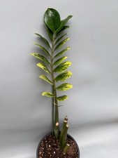 Zamioculcas zamiifolia variegated 'Mint'