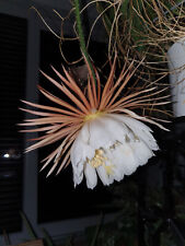 Königin der Nacht (S. grandiflorus) ca. 20 cm Steckling